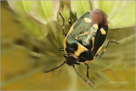<p>KNĚŽICE ZELNÁ (Eurydema oleracea) (okolí Černého rybníku)</p>